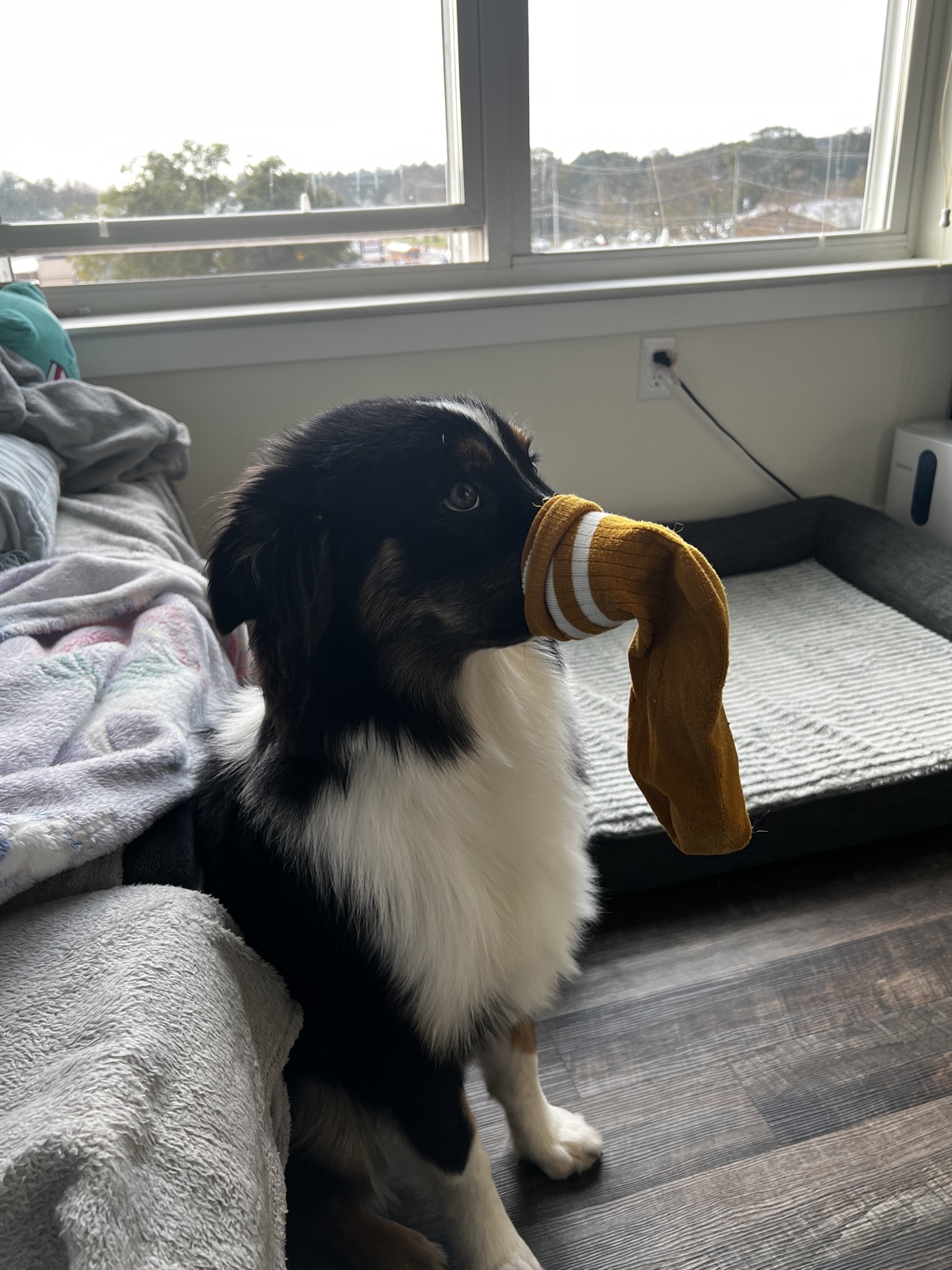 Molly holding a striped sock beside a sunny window