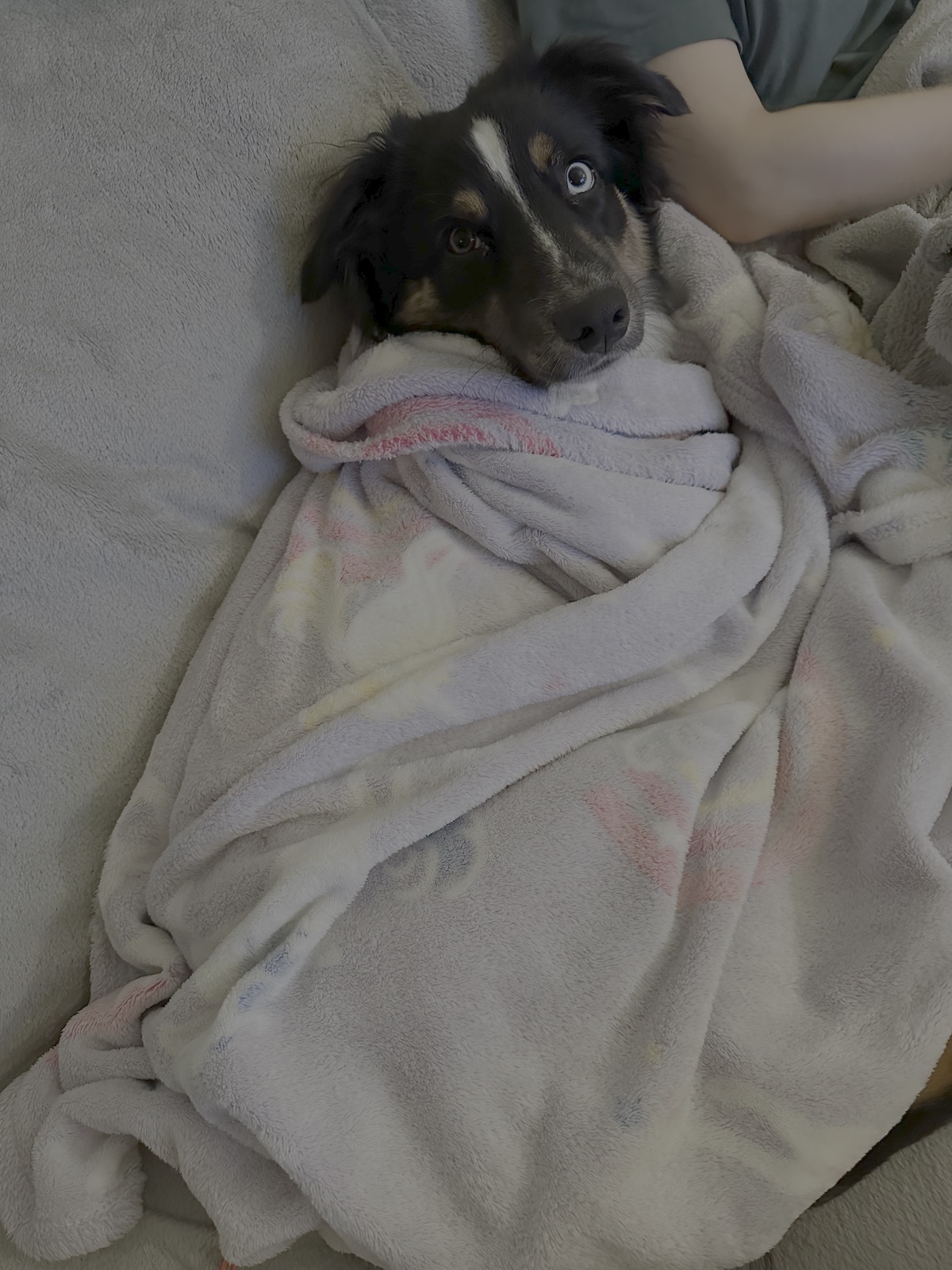 Molly tucked into a soft blanket on the couch