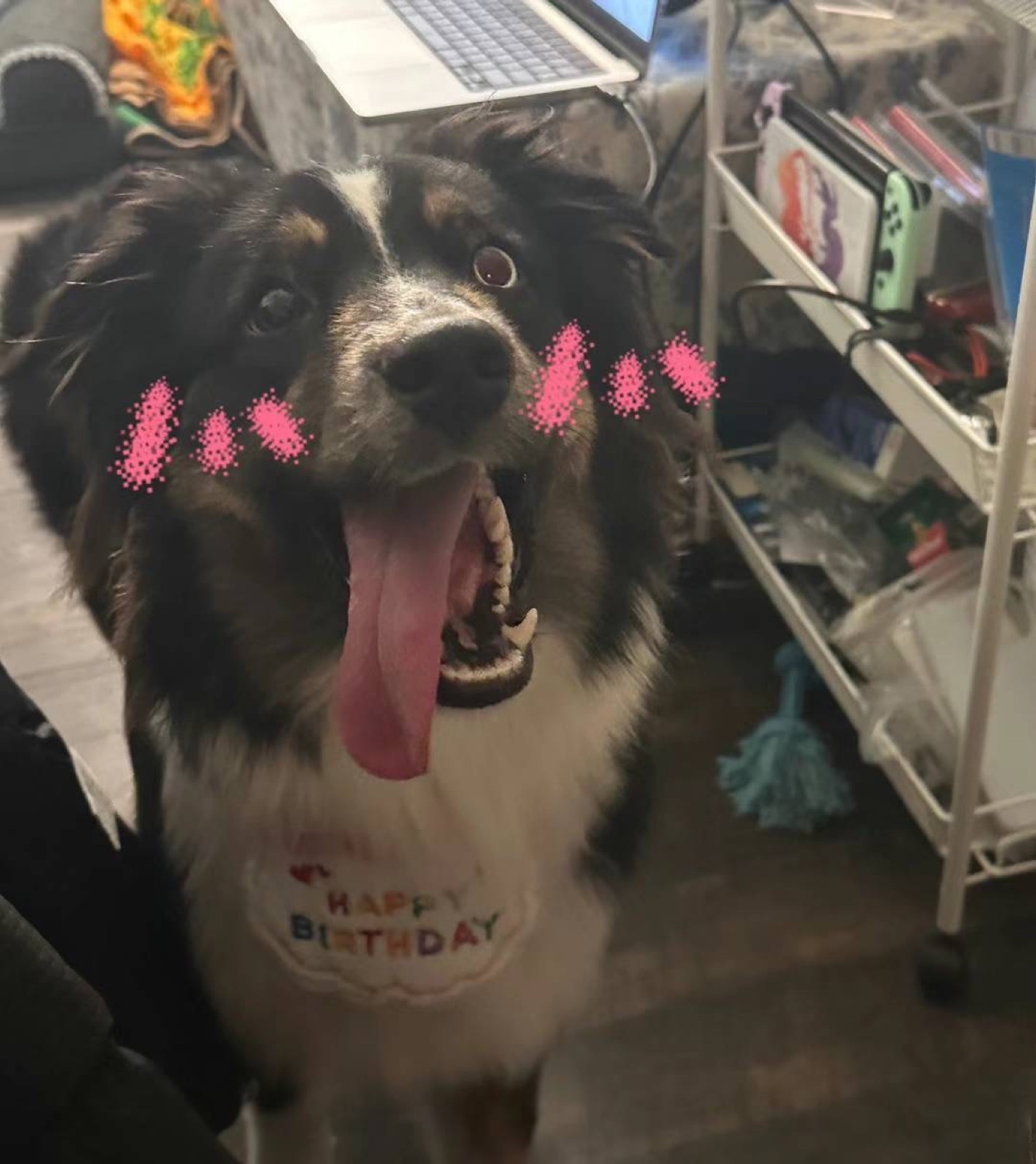 Molly wearing a birthday bandana with playful pink whiskers